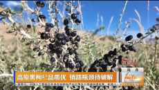 高原黑枸杞品质优 销路瓶颈待破解