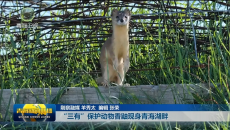 “三有”保护动物香鼬现身青海湖畔