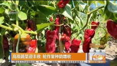 高原蔬菜迎丰收 轮作复种助增收