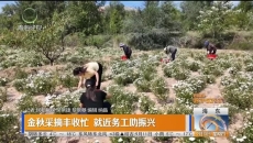 金秋采摘丰收忙 就近务工助振兴