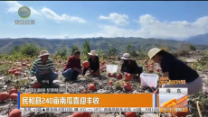 民和县240亩南瓜喜迎丰收