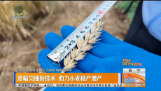 宽幅匀播新技术 助力小麦稳产增产