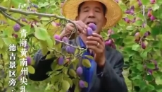 尖扎西梅熟了！你知道吗？当地有好多种吃法