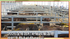 牛羊出栏奖补加持 泽库活畜市场交易火热