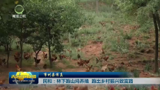 民和：林下跑山鸡养殖 跑出乡村振兴致富路