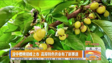 湟中樱桃错峰上市 高原特色农业有了新赛道