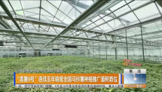 “青薯9号”连续五年稳居全国马铃薯种植推广面积首位
