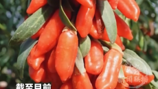 高原枸杞挂满枝！海西鲜果产业迎来丰收答卷