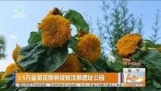 3.5万盆菊花即将绽放沈那遗址公园