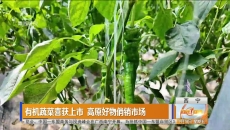 有机蔬菜喜获上市 高原好物俏销市场