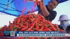 柴达木枸杞鲜果销量突破1万吨 鲜果产业焕发全新生机