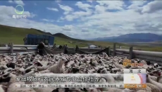 真金白银惠农牧 奖补赋能促增收