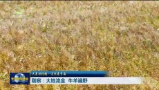 【大美短视频·这就是青海】刚察：大地流金 牛羊遍野