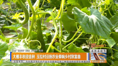 大棚丰收迎金秋 玉拉村设施农业奏响乡村致富曲