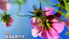 粉紫交织 随风摇曳 格桑花承包了高原的秋日温柔