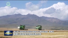 门源：油菜青稞迎丰收 “双模式”收割护航颗粒归仓