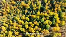 秋日盛景上线！坎布拉将迎来最佳观赏时段