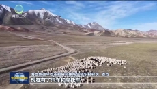 德令哈：40多万头牲畜有序转往秋季牧场