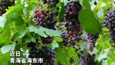 晶莹葡萄挂满枝头 海东循化采摘游乐享田园丰收