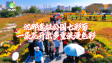 沈那遗址公园七彩菊 一朵花开出多重浪漫色彩