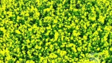 秋日赏金花！海东循化百亩油菜花海绽放