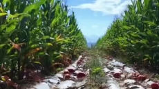 高低搭配一地两收 地里长出实实在在的好日子
