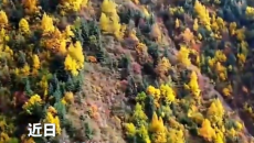 循化柴沟林场秋景如画 彩林叠翠染秋山