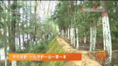 岁月如歌 一心守护一山一草一木