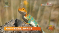 爬宠一一独特又迷人的异宠之选
