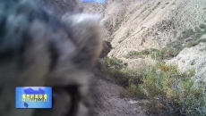 乌兰：红外相机捕捉到雪豹活动珍贵画面