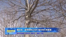 德令哈：春季修剪正当时 城市绿化焕新颜