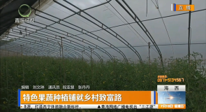 特色果蔬种植铺就乡村致富路