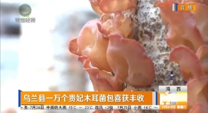 乌兰县一万个贵妃木耳菌包喜获丰收