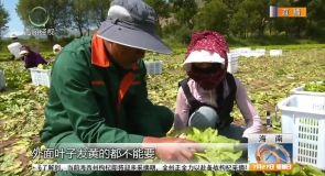 贵德县特色种养产业带动农民增收致富