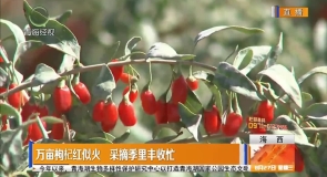 万亩枸杞红似火 采摘季里丰收忙