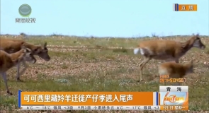 可可西里藏羚羊迁徙产仔季进入尾声