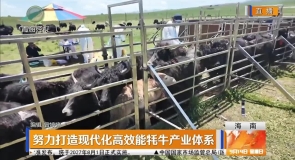 努力打造现代化高效能牦牛产业体系