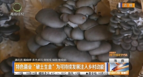 特色菌业“破土生金”为可持续发展注入乡村动能