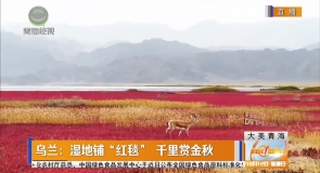 乌兰:湿地铺“红毯” 千里赏金秋