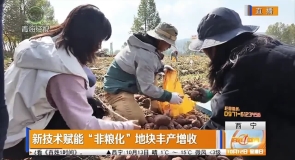 新技术赋能“非粮化” 地块丰产增收