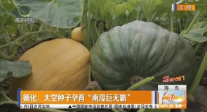 循化：太空种子孕育“南瓜巨无霸”
