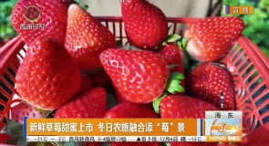 新鲜草莓甜蜜上市 冬日农旅融合添“莓”景