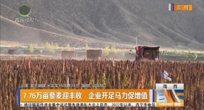7.76万亩藜麦迎丰收 企业开足马力促增值