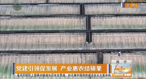 党建引领促发展 产业惠农结硕果