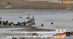 国家一级保护动物卷羽鹈鹕滞留格尔木越冬