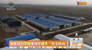 海晏县科学施策筑牢越冬“民生防线”