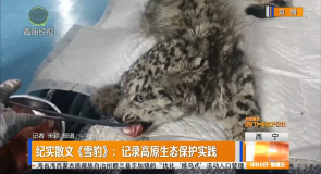 纪实散文《雪豹》：记录高原生态保护实践