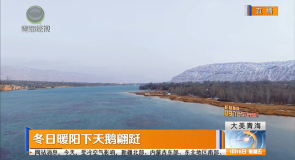 冬日暖阳下天鹅翩跹