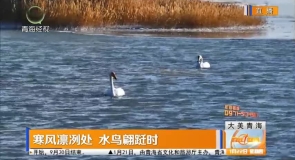 寒风凛冽处 水鸟翩跹时