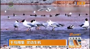 千鸟翔集 灵动生机